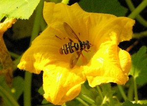 Yellow Bee 2